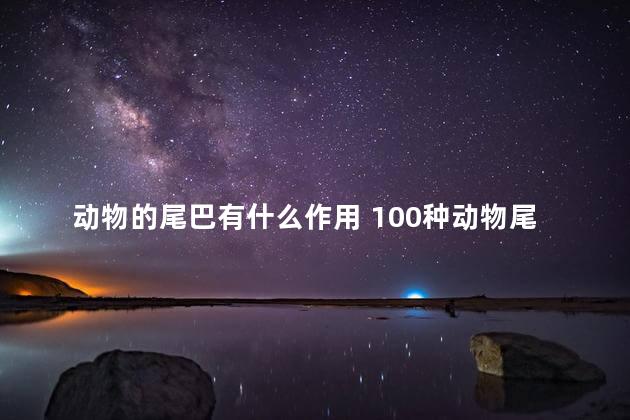 动物的尾巴有什么作用 100种动物尾巴的特点